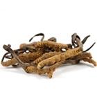herberexcordycepssinensis_140