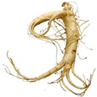herberex_asainpanaxginseng_140